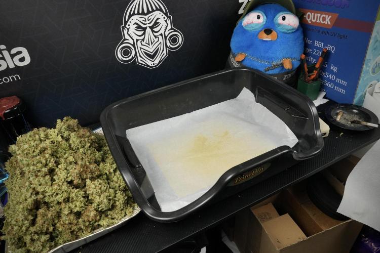 LSD Zamnesia Trippping. Week 15 - drums and collecting gold from Plant A 