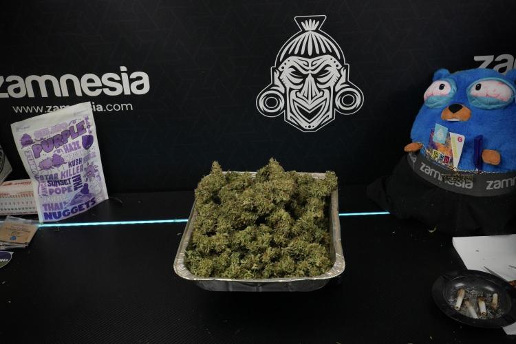LSD Zamnesia Trippping. Week 15 - final numbers Plant B