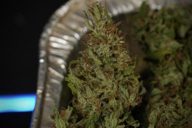 LSD Zamnesia Trippping. Week 15 - final numbers Plant B