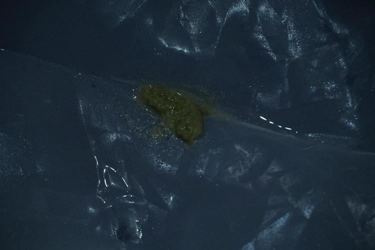 LSD Zamnesia Trippping. Week 16 - collecting 