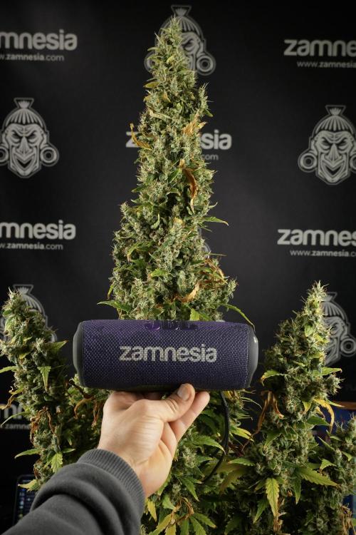 LSD Zamnesia Trippping. Week 17 - Big Colas on the LSD