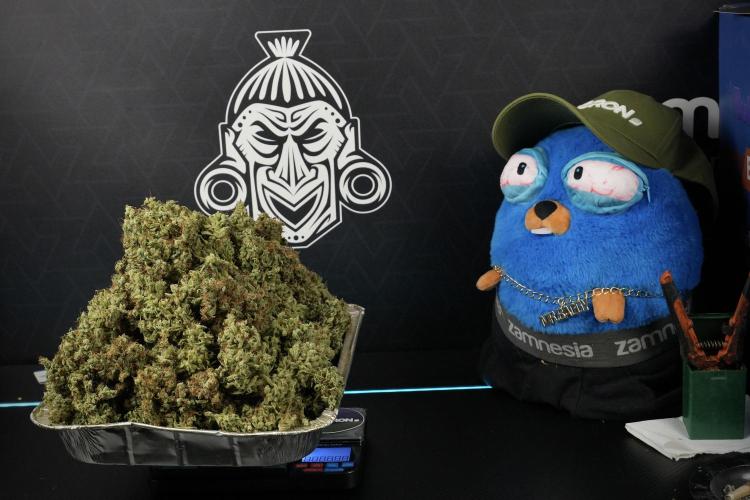 LSD Zamnesia Trippping. Week 17 - Mr Baggy checking nubers