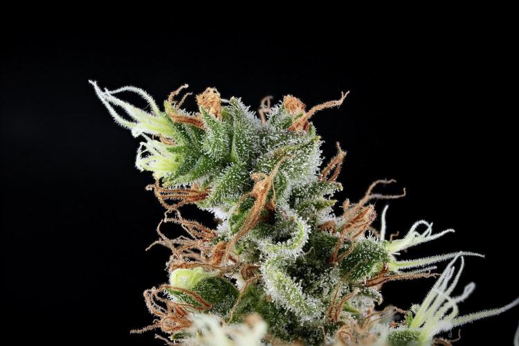 LSD Zamnesia Trippping. Week 17 - LSD 55  stacks merged 