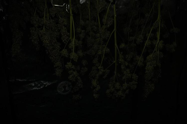 Lemon Cherry Gelato YumYum. Week 15 - ready for trim 