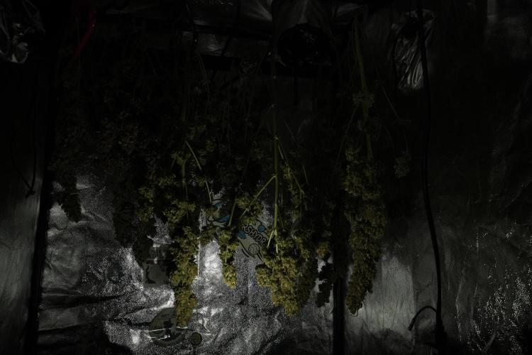 Lemon Cherry Gelato YumYum. Week 15 - ready for trim 