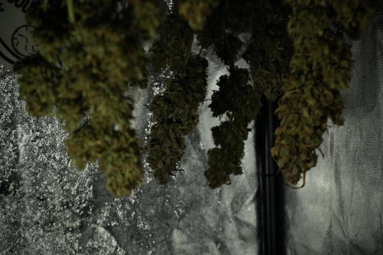 Lemon Cherry Gelato YumYum. Week 15 - ready for trim 