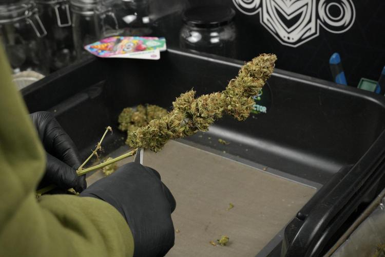 Lemon Cherry Gelato YumYum. Week 15 - Trimming the Lemon Cherry Gelato 