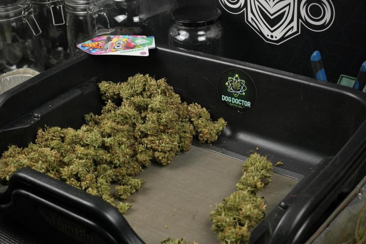 Lemon Cherry Gelato YumYum. Week 15 - Trimming the Lemon Cherry Gelato 