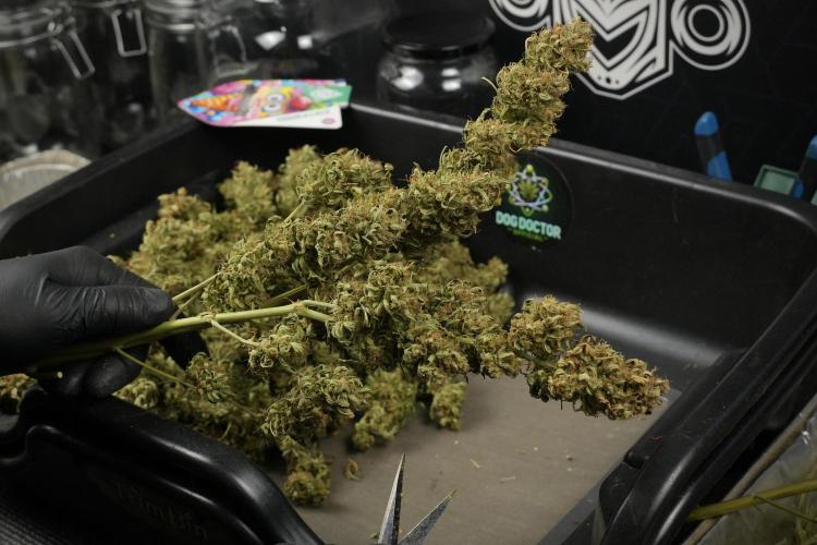Lemon Cherry Gelato YumYum. Week 15 - Trimming the Lemon Cherry Gelato 
