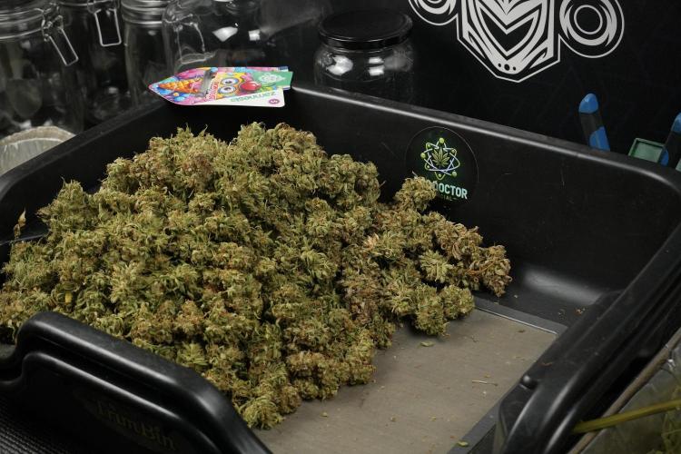 Lemon Cherry Gelato YumYum. Week 15 - Trimming the Lemon Cherry Gelato 