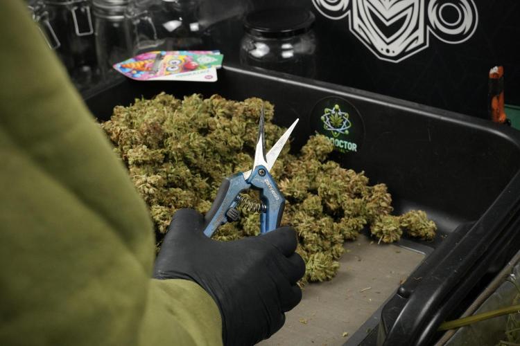 Lemon Cherry Gelato YumYum. Week 15 - Trimming the Lemon Cherry Gelato 