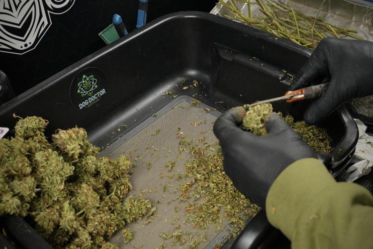 Lemon Cherry Gelato YumYum. Week 15 - Trimming the Lemon Cherry Gelato 