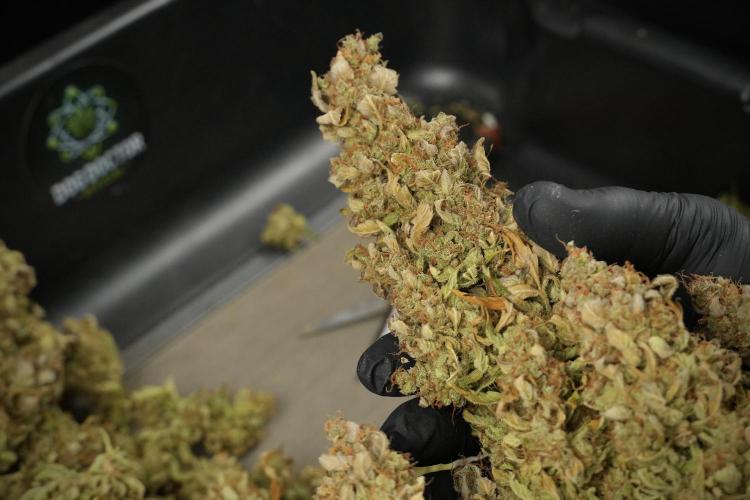 Lemon Cherry Gelato YumYum. Week 15 - Trimming the Lemon Cherry Gelato 