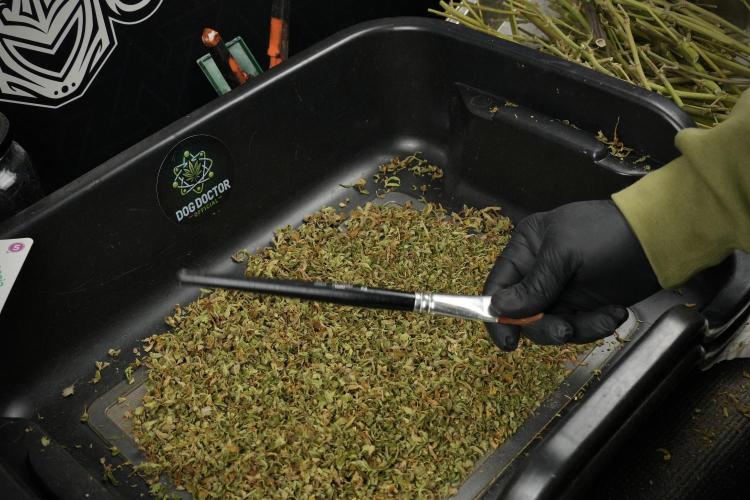 Lemon Cherry Gelato YumYum. Week 15 - Drums