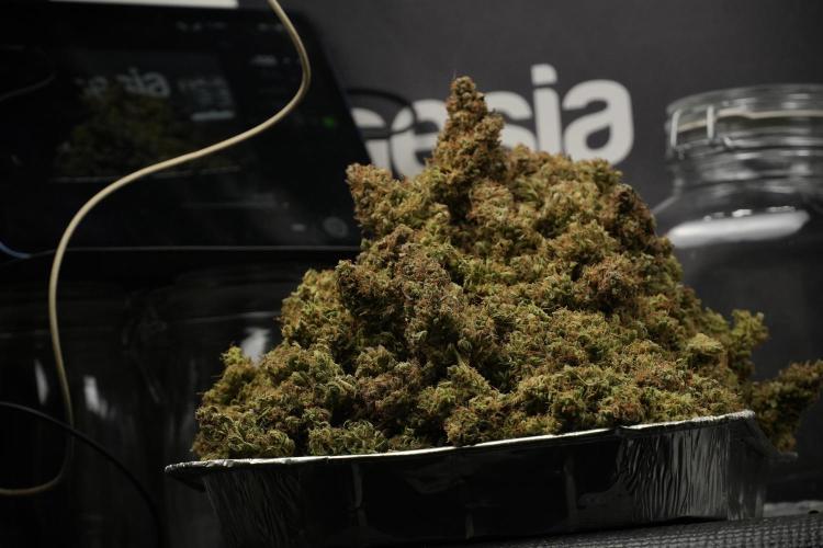 Lemon Cherry Gelato YumYum. Week 15 - final results 