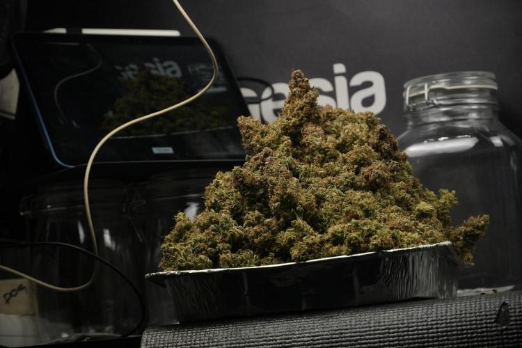 Lemon Cherry Gelato YumYum. Week 15 - final results 