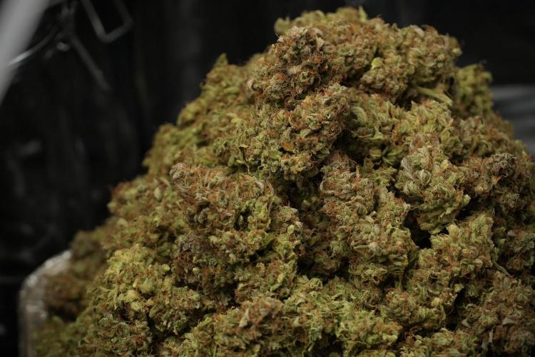 Lemon Cherry Gelato YumYum. Week 15 - final results 