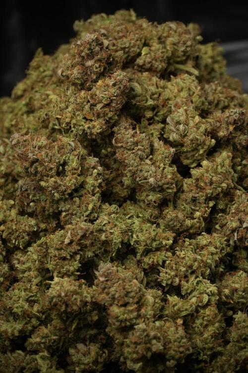 Lemon Cherry Gelato YumYum. Week 15 - final results 