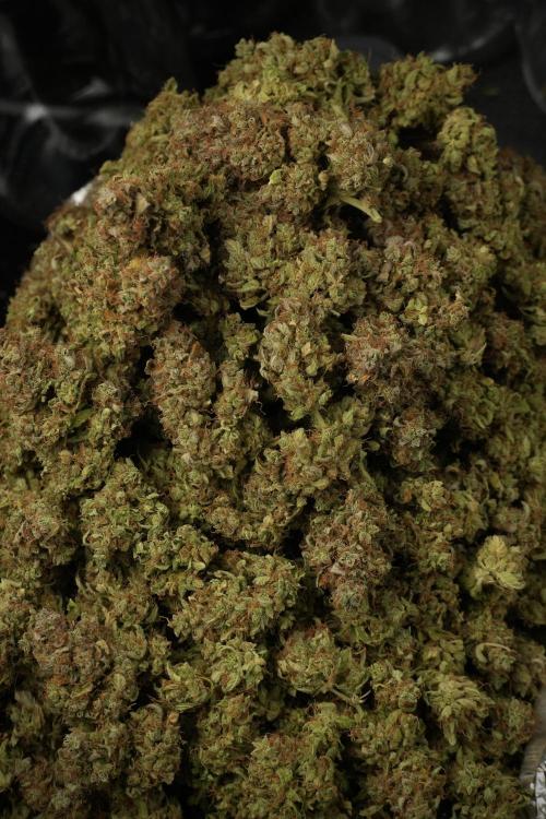 Lemon Cherry Gelato YumYum. Week 15 - final results 