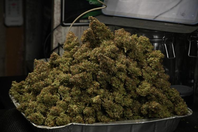 Lemon Cherry Gelato YumYum. Week 15 - final results 