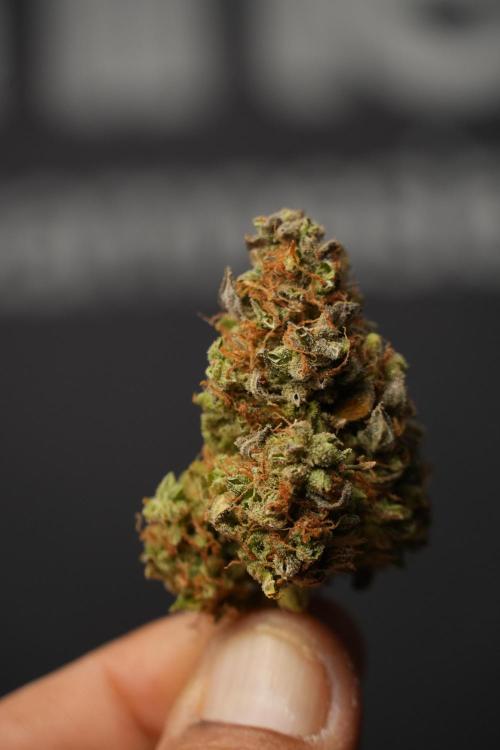 Lemon Cherry Gelato YumYum. Week 15 - dry cured fruits 