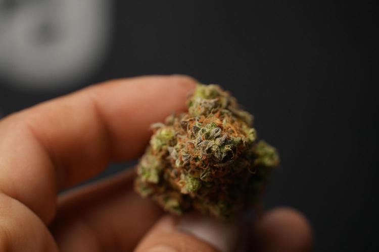 Lemon Cherry Gelato YumYum. Week 15 - dry cured fruits 