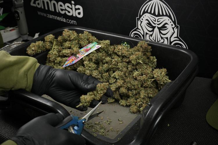 Lemon Cherry Gelato YumYum. Week 15 - Trimming the Lemon Cherry Gelato 
