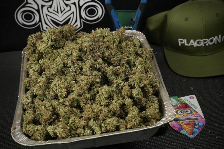 Lemon Cherry Gelato YumYum. Week 15 - final results 