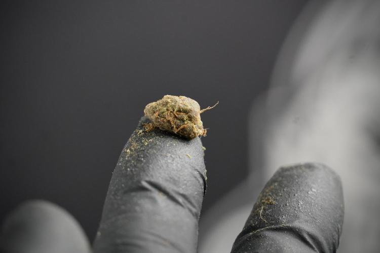 Lemon Cherry Gelato YumYum. Week 15 - hash