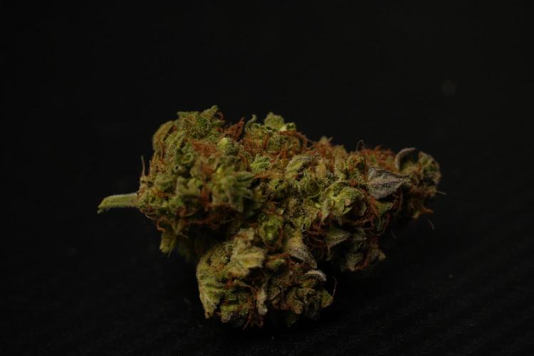 Lemon Cherry Gelato YumYum. Week 16 - cured buds