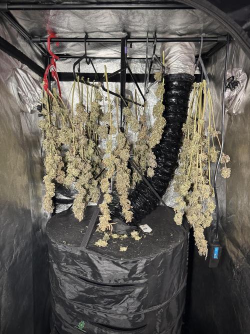 TicaL X Zamnesia-NectarDrip pack#268/750. Week 16 - Perfect drying 