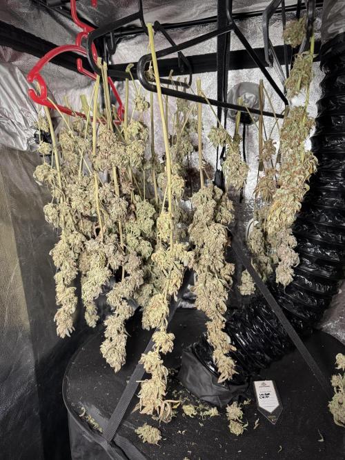 TicaL X Zamnesia-NectarDrip pack#268/750. Week 16 - Perfect drying 
