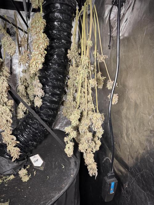 TicaL X Zamnesia-NectarDrip pack#268/750. Week 16 - Perfect drying 