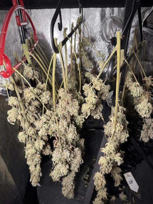 TicaL X Zamnesia-NectarDrip pack#268/750. Week 16 - Perfect drying 