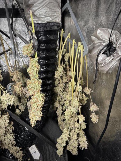 TicaL X Zamnesia-NectarDrip pack#268/750. Week 16 - Perfect drying 