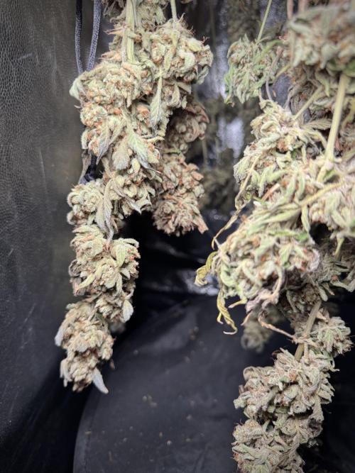 TicaL X Zamnesia-NectarDrip pack#268/750. Week 16 - Perfect drying 