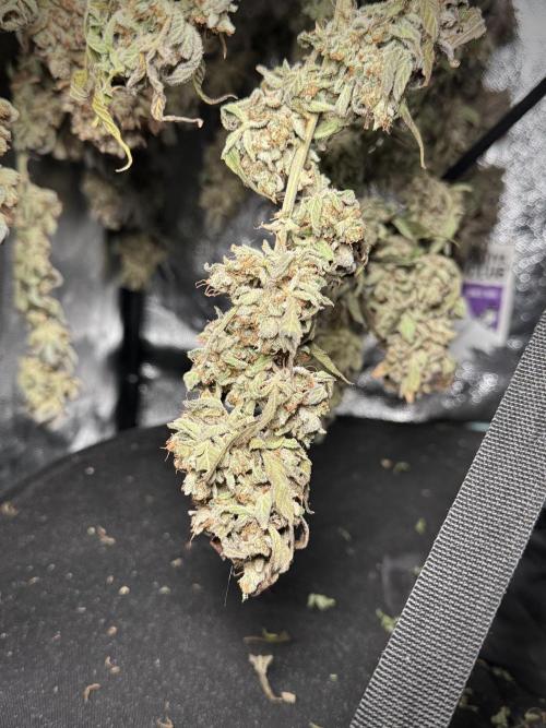 TicaL X Zamnesia-NectarDrip pack#268/750. Week 16 - Perfect drying 
