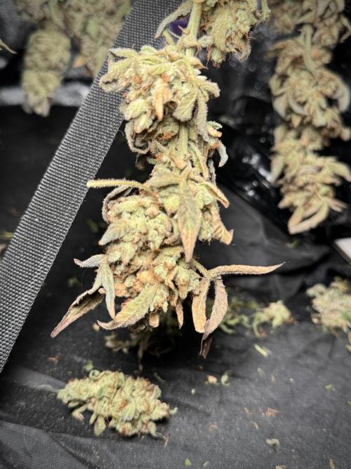 TicaL X Zamnesia-NectarDrip pack#268/750. Week 16 - Perfect drying 