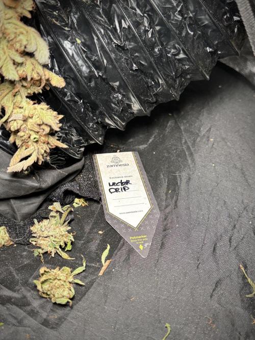 TicaL X Zamnesia-NectarDrip pack#268/750. Week 16 - Perfect drying 