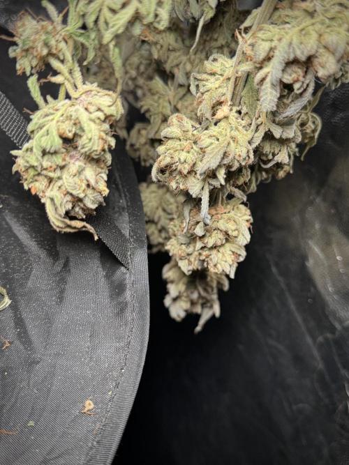 TicaL X Zamnesia-NectarDrip pack#268/750. Week 16 - Perfect drying 