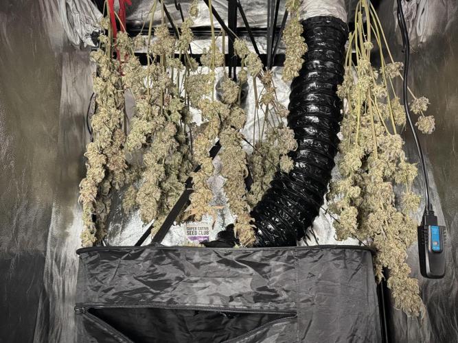 TicaL X Zamnesia-NectarDrip pack#268/750. Week 16 - Perfect drying 