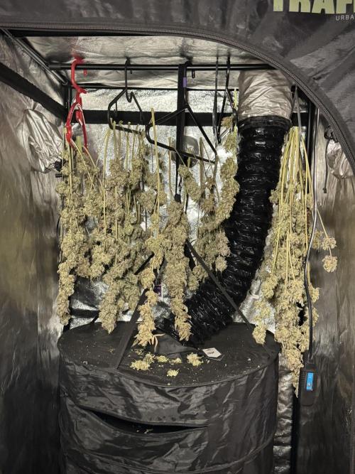 TicaL X Zamnesia-NectarDrip pack#268/750. Week 16 - Perfect drying 