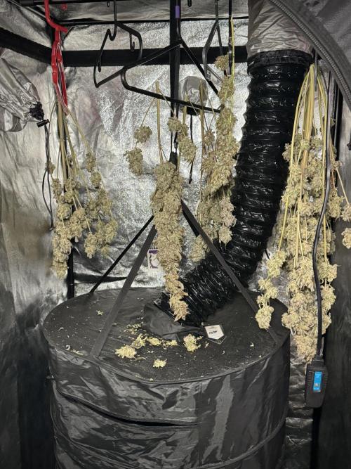 TicaL X Zamnesia-NectarDrip pack#268/750. Week 16 - Perfect drying 