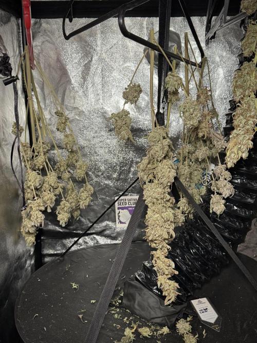 TicaL X Zamnesia-NectarDrip pack#268/750. Week 16 - Perfect drying 
