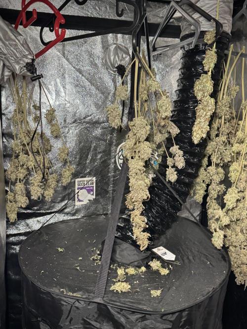 TicaL X Zamnesia-NectarDrip pack#268/750. Week 16 - Perfect drying 