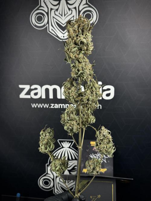TicaL X Zamnesia-NectarDrip pack#268/750. Week 16 - ready for trim
