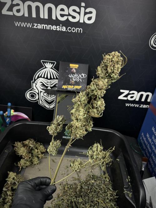 TicaL X Zamnesia-NectarDrip pack#268/750. Week 16 - ready for trim