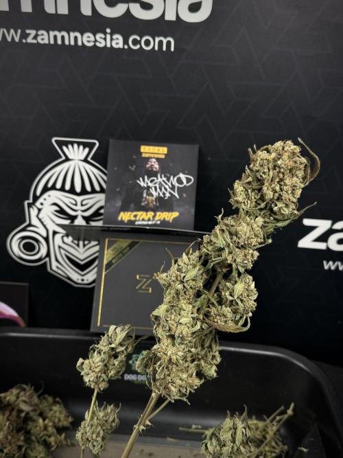 TicaL X Zamnesia-NectarDrip pack#268/750. Week 16 - ready for trim