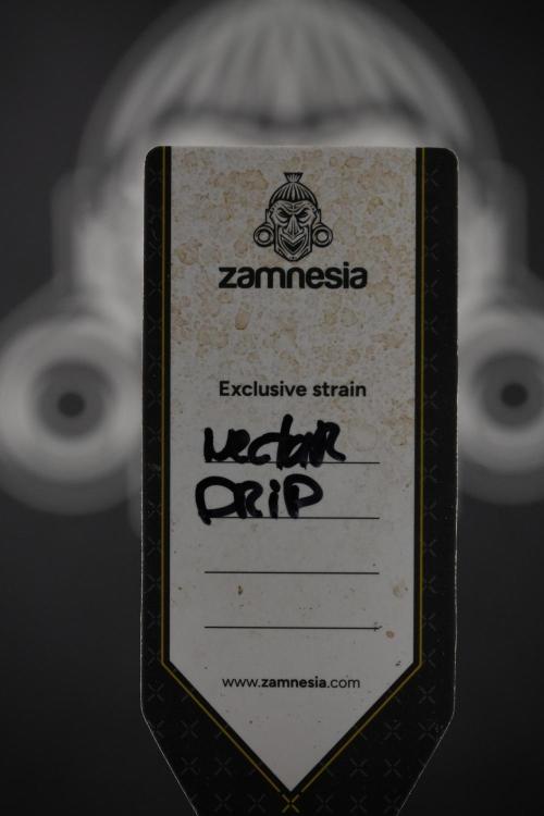 TicaL X Zamnesia-NectarDrip pack#268/750. Week 16 - the one