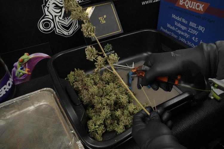 TicaL X Zamnesia-NectarDrip pack#268/750. Week 16 - breaking down